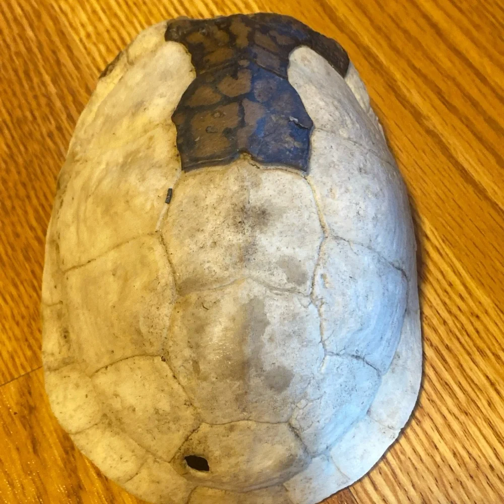 Real Eastern Box Turtle Shell. Bone Taxidermy Oddity Science Crafts. Appalachia